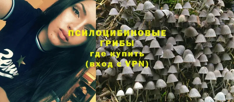 где купить   Алупка  Псилоцибиновые грибы Psilocybine cubensis 